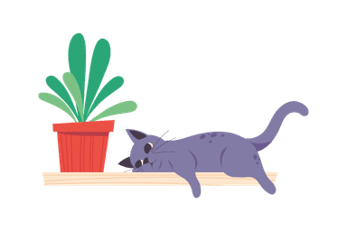 Cat playing